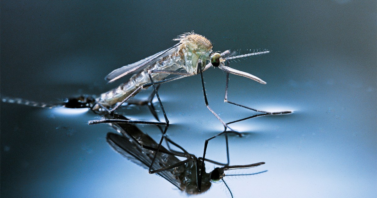 البعوض يهدد نصف سكان العالم بأمراض خطيرة